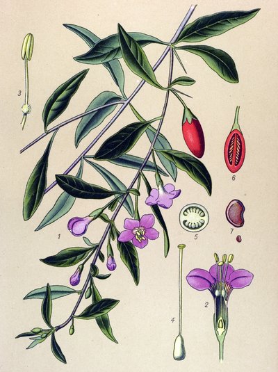 植物ボード、伝統的な漢方薬の植物: ライシエット (Lycium halimifolium) 作： Unbekannter Künstler