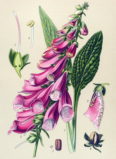 植物ボード、植物: 紫色のデジタル (Digitalis purpurea) 作： Unbekannter Künstler