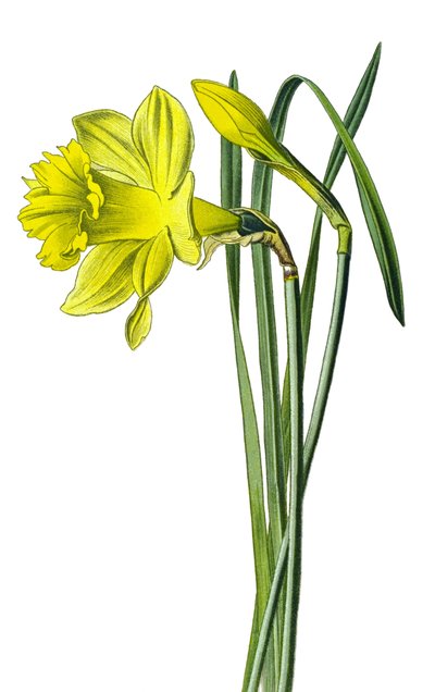 植物ボード、植物: 黄色の水仙またはトランペットの水仙 (Narcissus pseudonarcissus) 作： Unbekannter Künstler