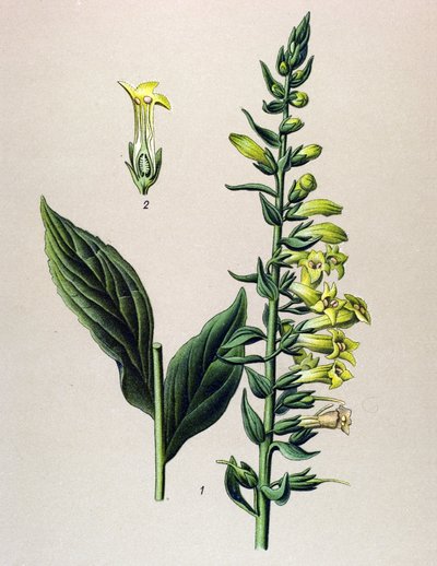 植物ボード、植物: 黄色または小さなデジタル (Digitalis lutea) 作： Unbekannter Künstler