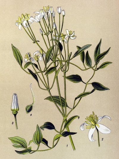 植物ボード: 有毒および薬用植物: 直立クレマチス (Clematis recta) 作： Unbekannter Künstler