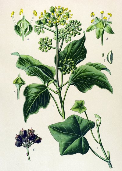 植物ボード、有毒および薬用植物: つる性ツタまたは一般的なツタ (ヘデラ ヘリックス) 作： Unbekannter Künstler