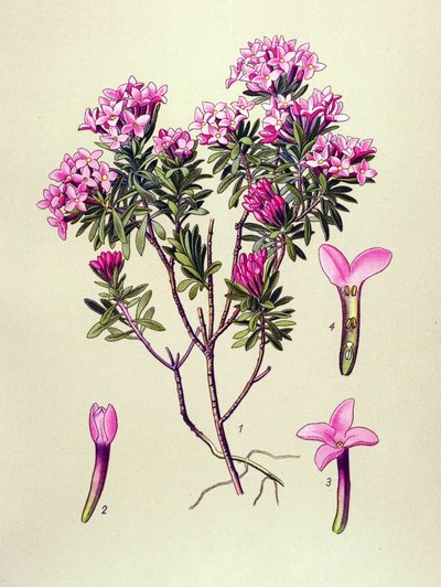 植物板、有毒植物: アルプスのラクダまたはラクダ (Daphne Cneorum) 作： Unbekannter Künstler
