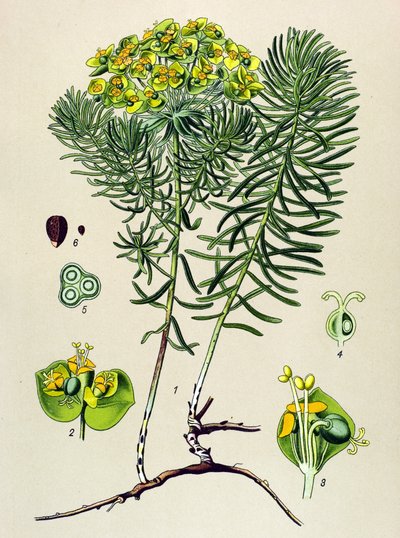 植物ボード、静脈 (有毒) および薬用植物: Euphorbia small cypers (Euphorbia cyparissias) 作： Unbekannter Künstler