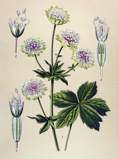植物ボード、静脈（有毒）および薬用植物：大きなアストランス（Astrantia major） 作： Unbekannter Künstler