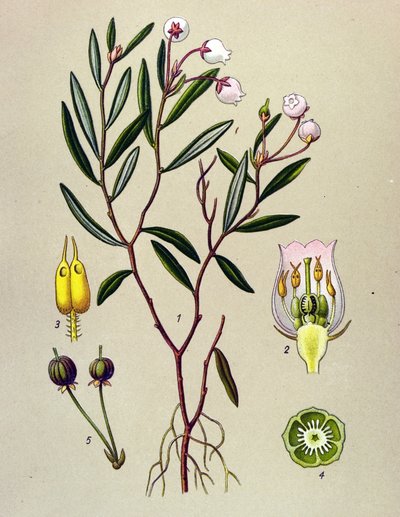 植物板、有毒植物（有毒）：アンドロメダにはポロニウムの葉があります（Andromeda polifolia） 作： Unbekannter Künstler