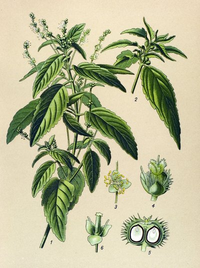 植物板、有毒植物（有毒）：一年生水銀（Mercurialis annua） 作： Unbekannter Künstler