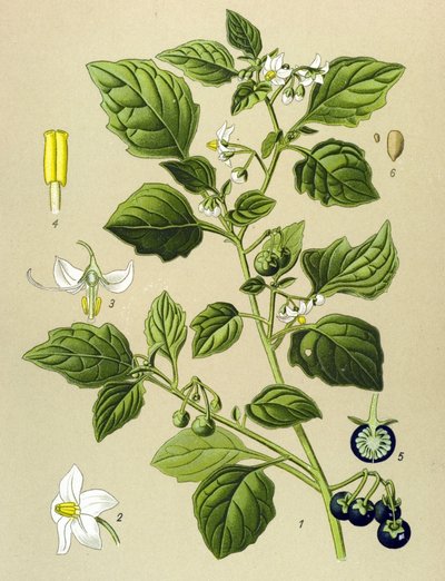 植物ボード、静脈草（有毒）：クロナイトシェード（Solanum nigrum） 作： Unbekannter Künstler