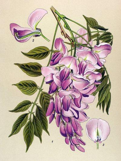 植物板、有毒植物（有毒）：中国グリシン（Wisteria chinensis） 作： Unbekannter Künstler