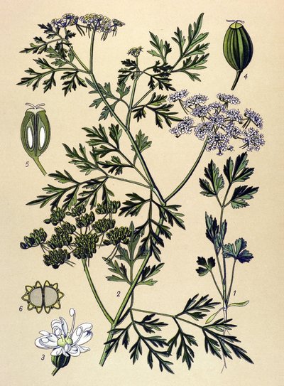植物ボード、静脈草（有毒）：イヌパセリまたはフェイクパセリ（Aethusa cynapium） 作： Unbekannter Künstler