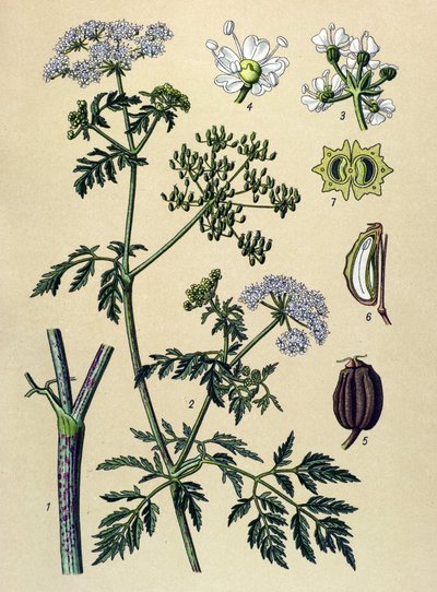 植物ボード、静脈草（有毒）：ヘムロック（Conium maculatum） 作： Unbekannter Künstler