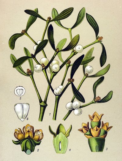 植物板、静脈草（有毒）： ヤドリギ（Viscumalbum） 作： Unbekannter Künstler