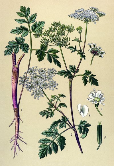 植物ボード、静脈草（有毒）：リーニングチャービル（Chaerophyllum temulum） 作： Unbekannter Künstler