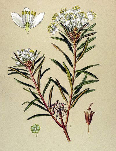 植物ボード、静脈草（有毒）：マーシュ・レドン（Ledum palustre） 作： Unbekannter Künstler
