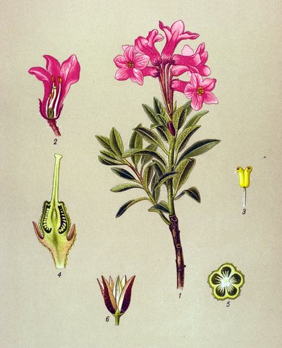 植物ボード、静脈草（有毒）：Rhododendron cilie（Rhododendron hirsutum） 作： Unbekannter Künstler