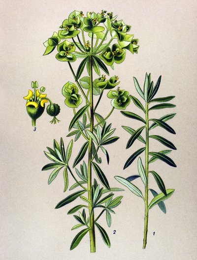 植物ボード、静脈草（有毒）：ラウンドユールまたはユーフォルビアペプラス（Euphorbia Peplus） 作： Unbekannter Künstler