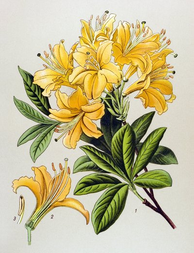 植物板、静脈草（有毒）：イエローツツジ（Rhododendron luteum） 作： Unbekannter Künstler