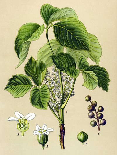 植物板、静脈草（有毒）：つるウルシ（Rhus toxicodendron） 作： Unbekannter Künstler