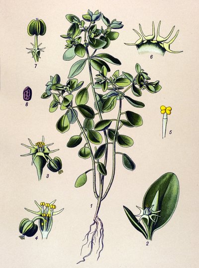 植物ボード、静脈草（有毒）：euphorbia esuleまたはeuphorbia acre 作： Unbekannter Künstler