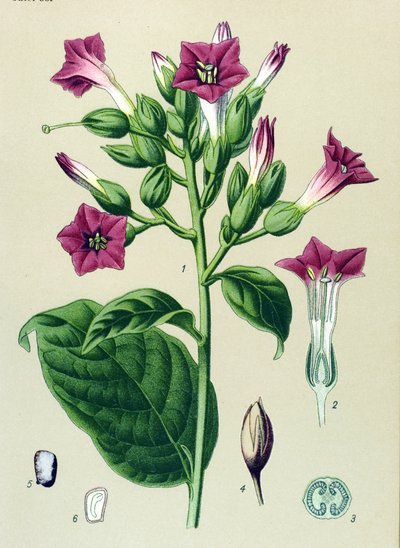 植物板、静脈草（有毒）：観賞用タバコ（Nicotiana tabacum） 作： Unbekannter Künstler