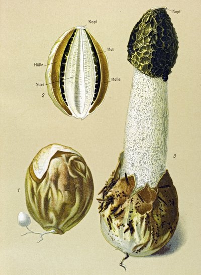 食用菌が入った植物ボード: スティンキー サタイア (Phallus impudicus) 作： Unbekannter Künstler