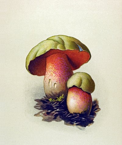 有毒菌（静脈性）の植物板：ウルフボレット（Boletus lupinus） 作： Unbekannter Künstler