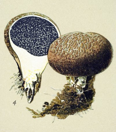 有毒菌（静脈性）を持つ植物板：尋常性強皮症（Scleroderma vulgare） 作： Unbekannter Künstler