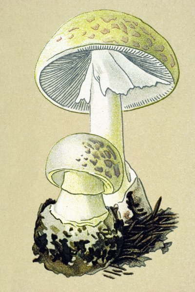 有毒菌（静脈）を持つ植物板：ファロイドアマナイト（Amanita phalloides） 作： Unbekannter Künstler