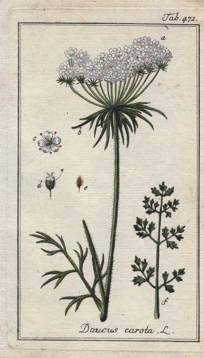 ニンジンの花と葉。ドイツ、ヨハネス・ゾーンの "Icons plantarum medicinalium "より、B.タナーのデッサンによる手彩色銅版画。 作： Unbekannter Künstler