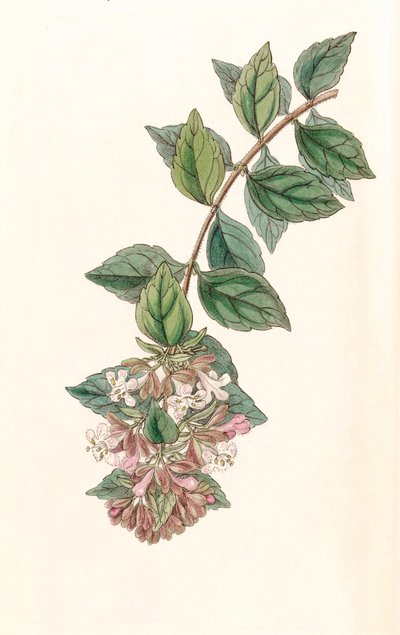 植物図鑑/Abelia chinensis/Abelia rupestris/Abelia of China/Abelia Rock 作： Unbekannt
