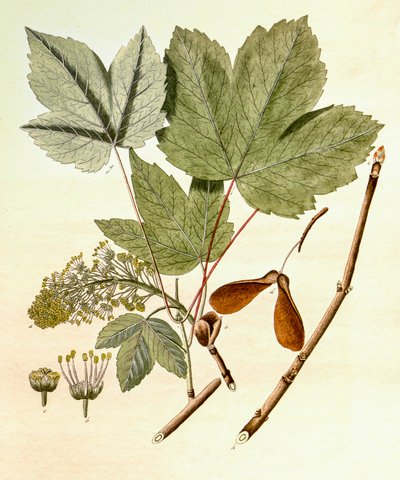 植物図鑑/Acer pseudoplatanus/Sycamore Maple 作： Unbekannt
