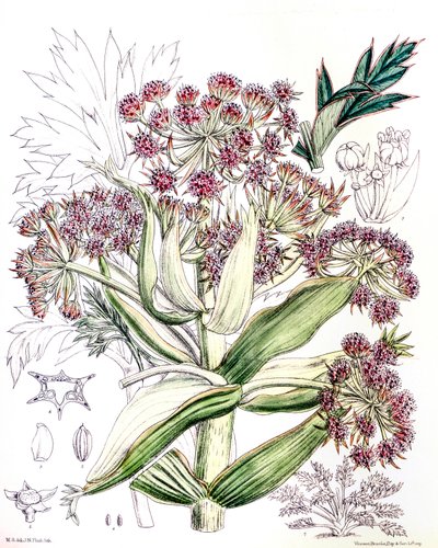 植物図鑑/Aciphylla latifolia/Anisotome latifolia/Broad Aciphyll 作： Unbekannt