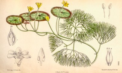 植物図鑑/Cabomba aquatica 作： Unbekannt