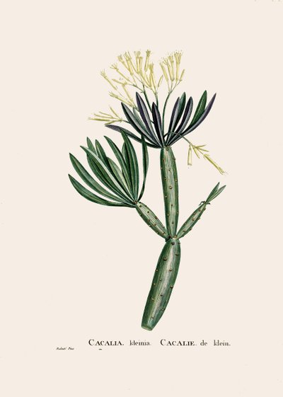 植物図鑑/レドウト/Senecio kleinia/Senecon 作： William M. Timlin