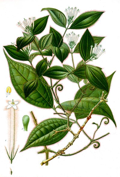 植物図鑑/Strychnos toxifera/Curare 作： Unbekannt