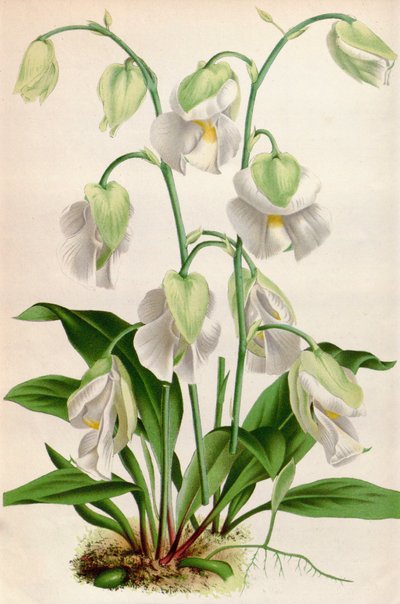 植物図鑑/Utricularia alpina/Utricularia alpine 作： Unbekannt