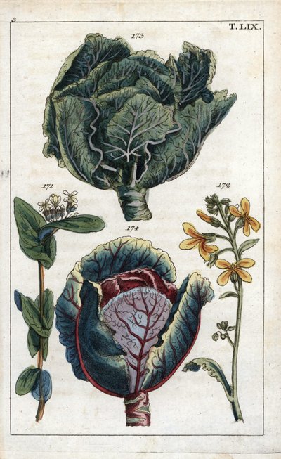 植物学：キャベツ、Brassica oleracea capitata、花172と葉の頭173、赤キャベツ、Brassica oleracea rubra 作： Unbekannter Künstler