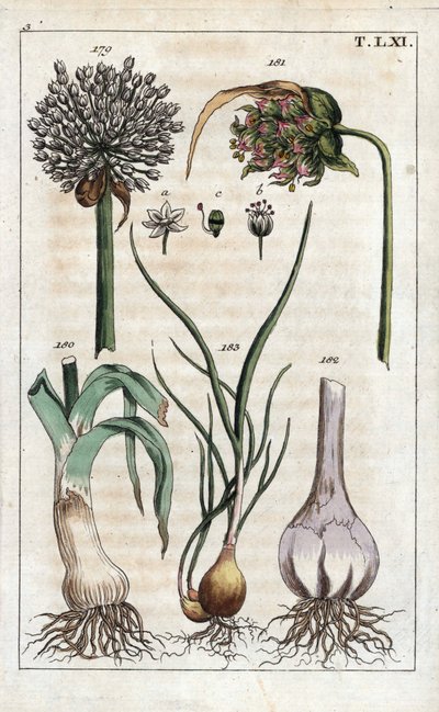 植物学：ネギ、ニンニク、エシャロット - ネギ（Allium pollum 179）、ニンニクの花（Allium sativum 181）、ニンニクの球根（Allium bulb 182）、エシャロット（Allium cepa var. aggregatum, ascalonicum 作： Unbekannter Künstler