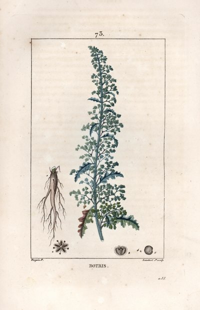 Botris (Chenopodium botrys) - ピエール・ジャン・フランソワ・トゥルパン(1775-1840)のデッサンに基づくランベール・フィルスのエングレーヴィング。 作： Unbekannter Künstler