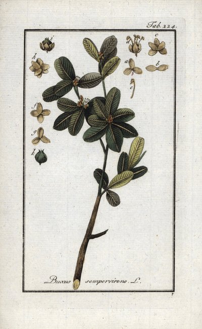 ツゲ（Buxus sempervirens）。オランダ、ヨハネス・ゾーン（1739-1799）の「Afbeelding der Artseny-Gewassen」よりリトグラフ。 作： Unbekannter Künstler