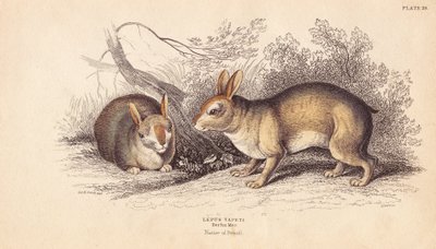 ブラジルウサギ。ベルリン博物館の標本より。エジンバラのWilliam Jardine