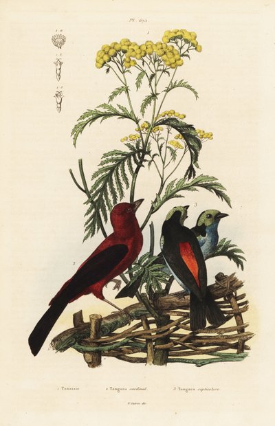ブラジリアンタンガー（Ramphocelus bresilius）、パラダイスタンガー（Tangara chilensis）。 作： Unbekannt