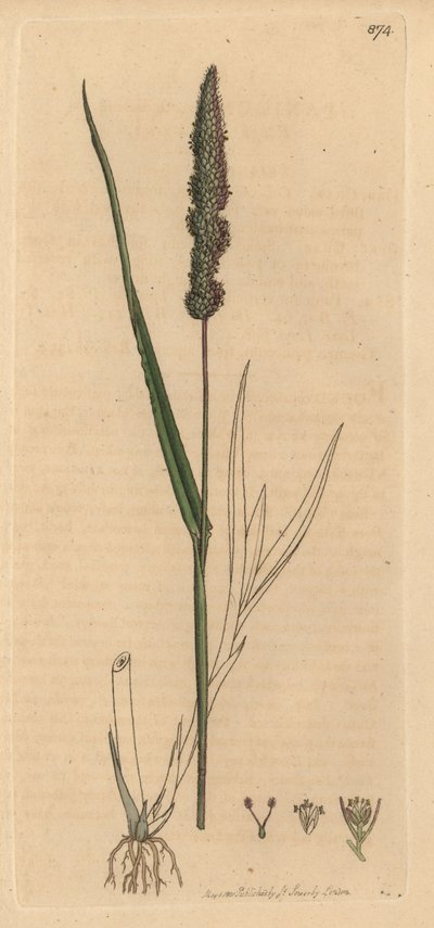 Brisly foxtail grass, Setaria verticillata (Rough panick-grass, Panicum verticillatum) (green setaire) James Smith
