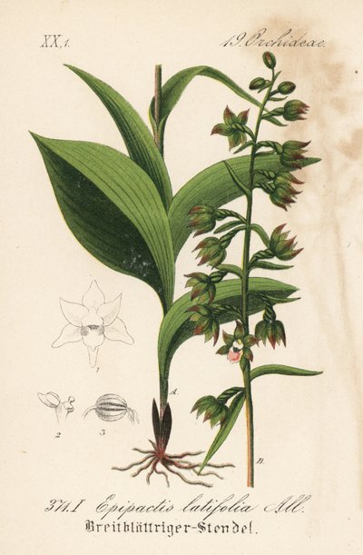 広葉のヘレボリン - 広葉のヘレボリン、エピパクティス・ヘレボリン（Epipactis latifolia）。Diederich von Schlechtendal