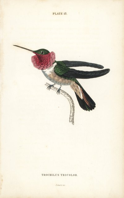 ブロードテールハチドリ、Selasphorus platycercus（三色ハチドリ、Trochilus tricolor）。Sir William Jardine