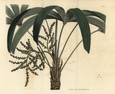 Broadleaf lady palm, Rhapis excelsa (Male dwarf ground ratan, Rhapis flabelliformis mas) 作： Unbekannt