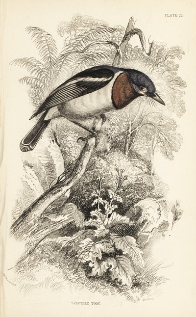 ブラウン・スロート・ワット・アイ、Platysteira cyanea（ショー・トーディ、Platystera lobata）。Sir William Jardine