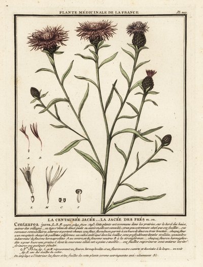 茶色のヤグルマギク、Centaurea jacea。 作： Unbekannter Künstler