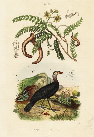 七面鳥とタマリンド、1834-1839 (彫刻) 作： Unbekannter Künstler