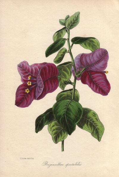 Buginvillaea spectabilis (La bougainvillee または bougainvillee)。サミュエル・ホールデンがジョセフ・パクストン卿のために描いた手彩色リトグラフ。 作： Unbekannter Künstler